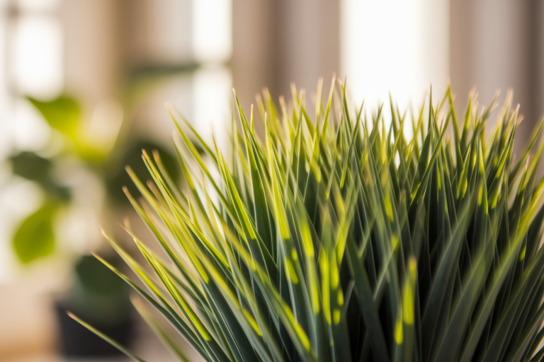 Zamioculcas à Tiges Tombantes : Comment Sauver et Redresser Votre Plante