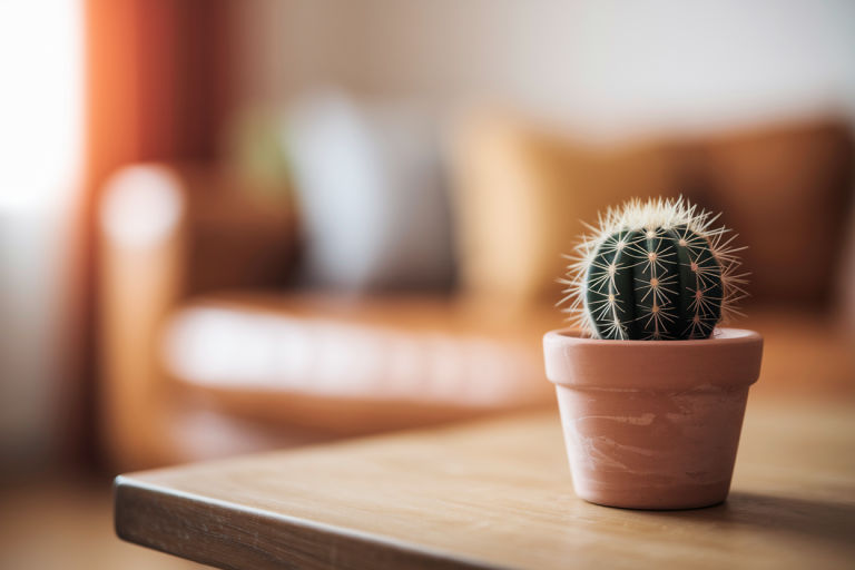 Signification Offrir un Cactus : Symbolique et Message Caché