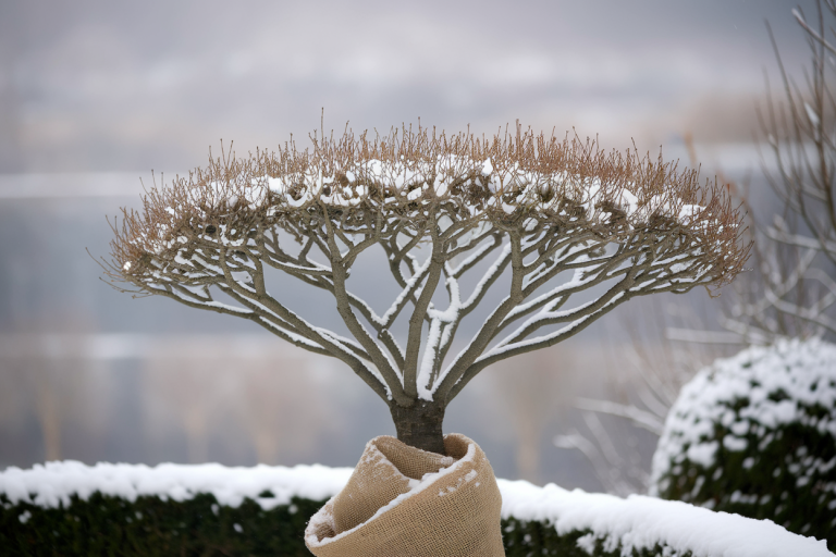 cercis-neige-jute-jardin