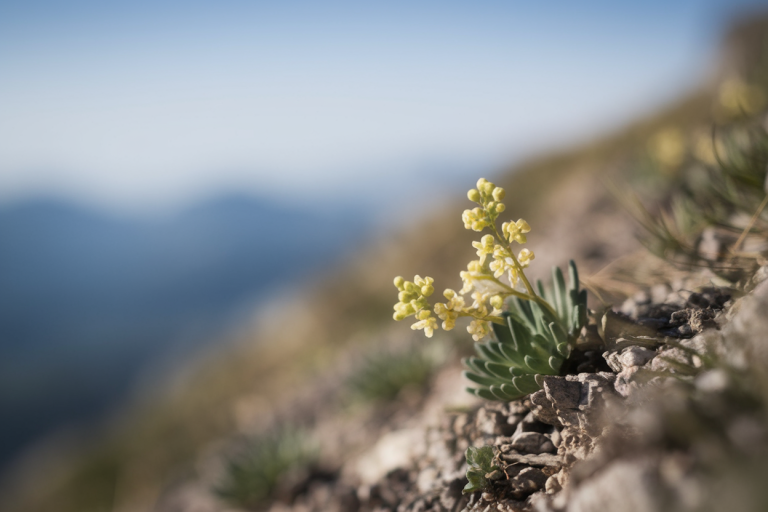 genepi-fleurs-jaunes-montagne