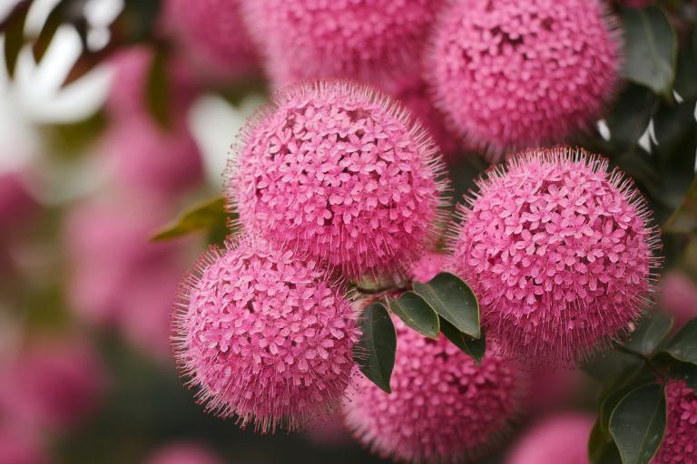 gros-plan-fleurs-roses-boules