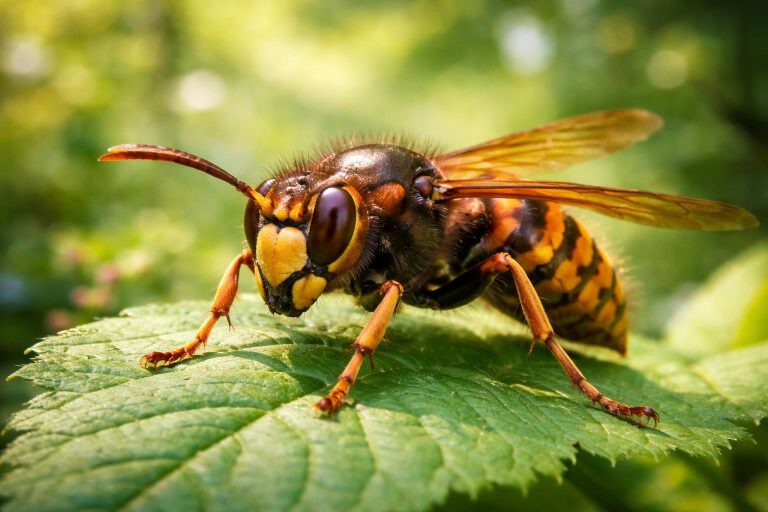 frelon-feuille-verte-arriere-plan-flou